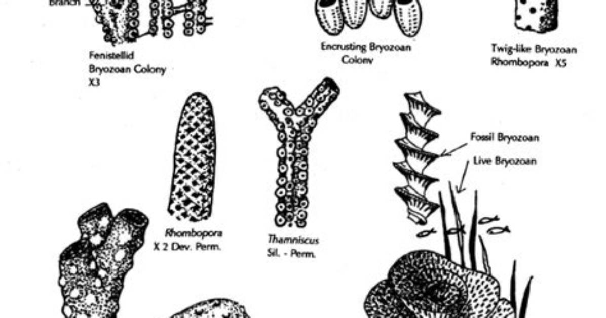When Did Bryozoans Evolve?