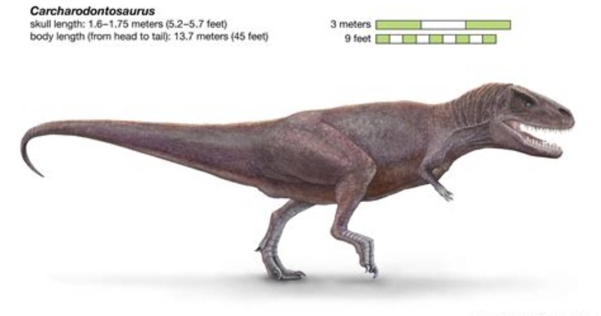When Did Carcharodontosaurus Go Extinct?