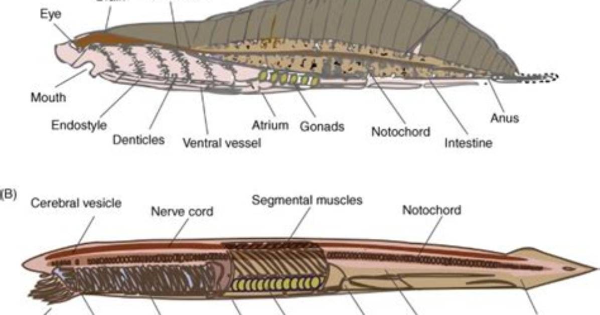 When Did Cephalochordata Start?