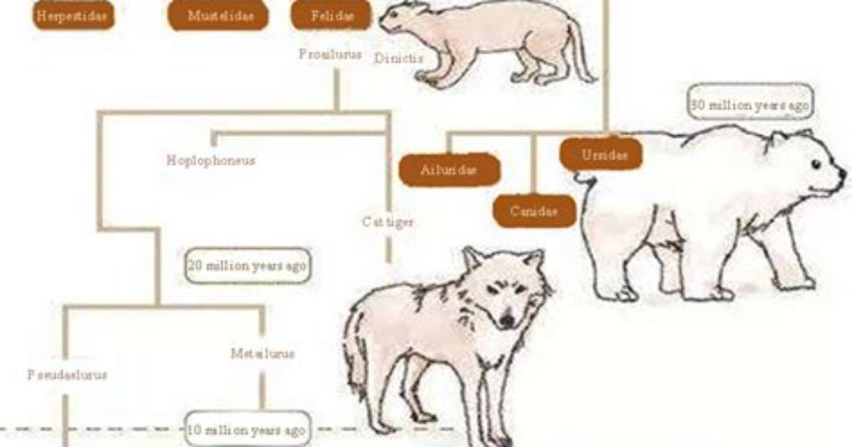 When Did Felines Evolve?