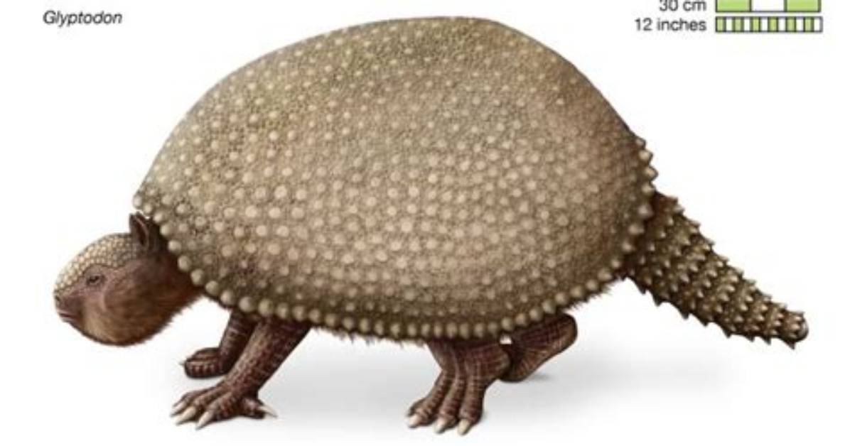 When Did Glyptodon Go Extinct?