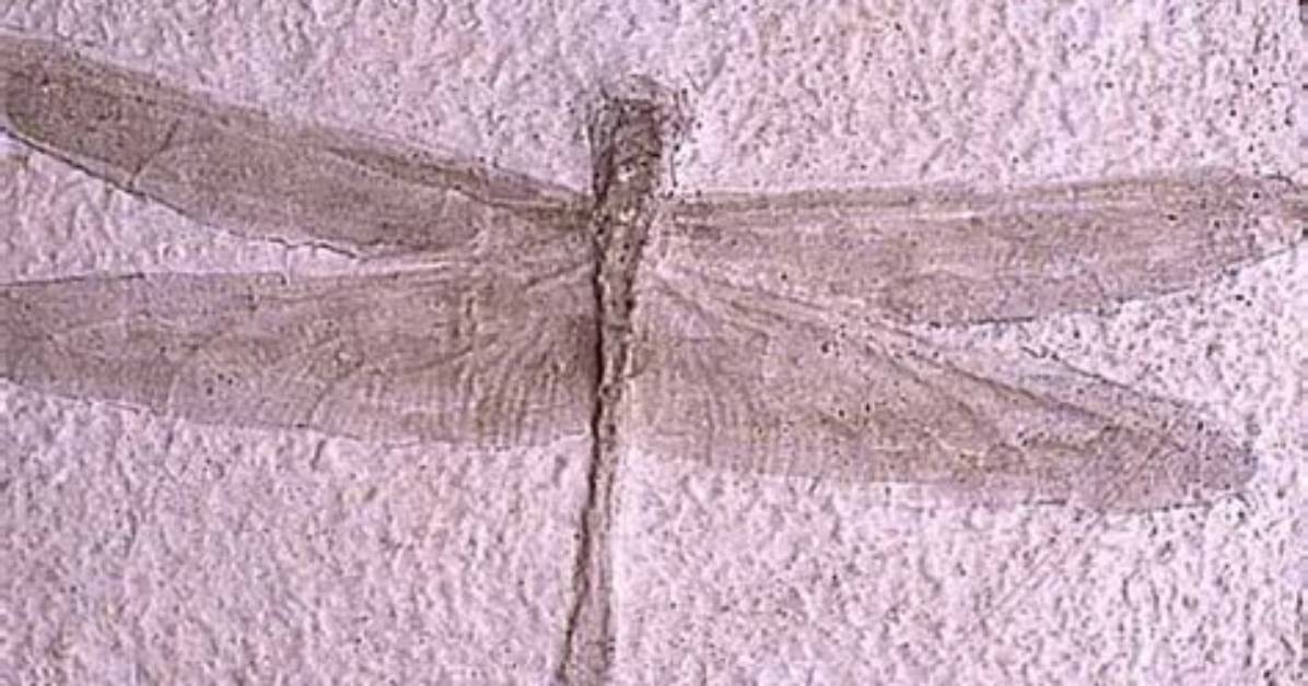 When Did Insects First Appear