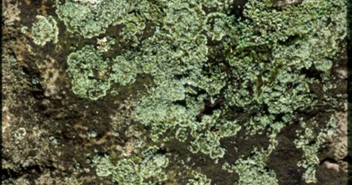 When Did Lichen First Appear on Earth?