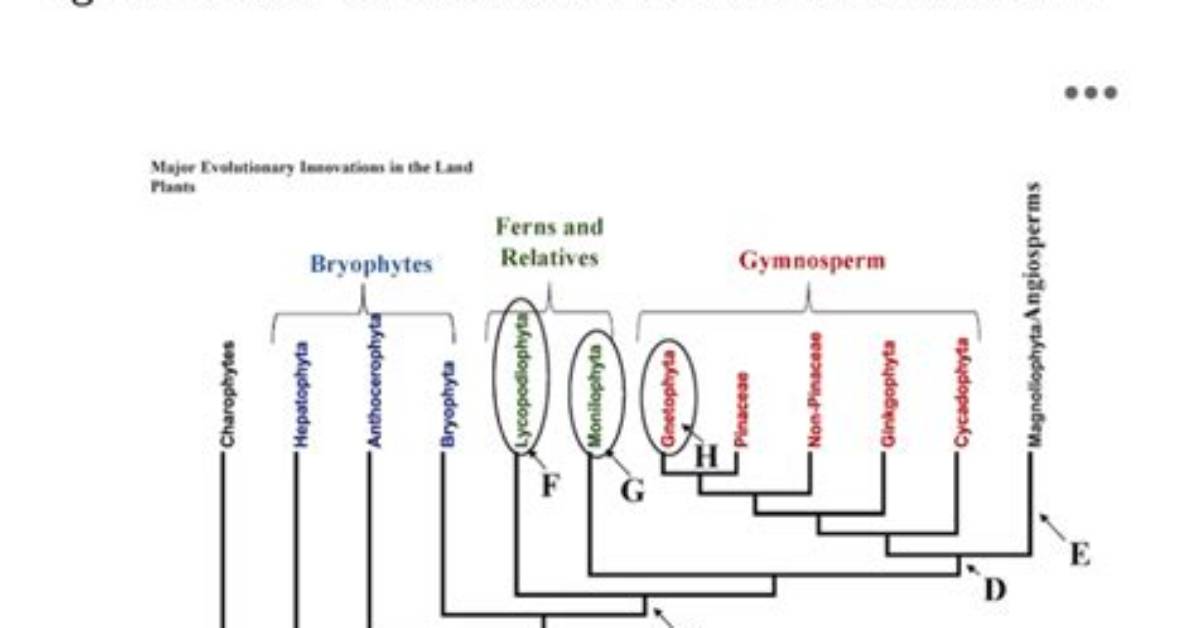 When Did Lignin Evolve?