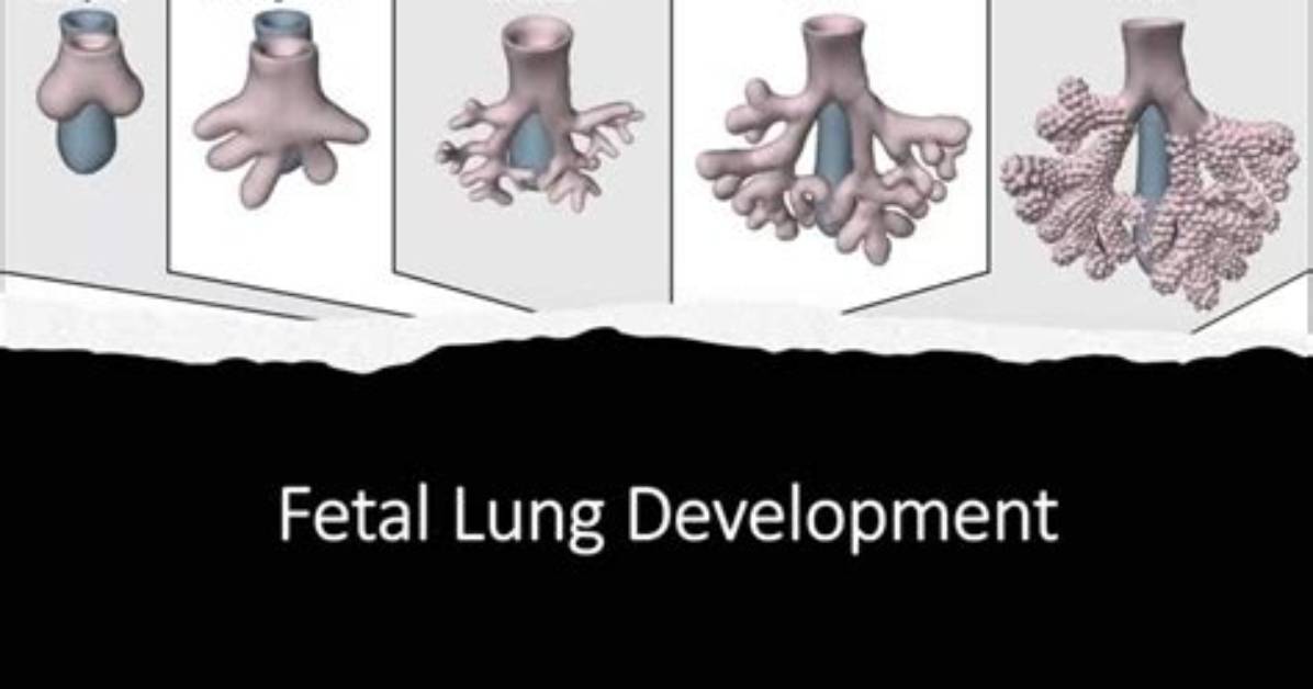 When Did Lungs Develop