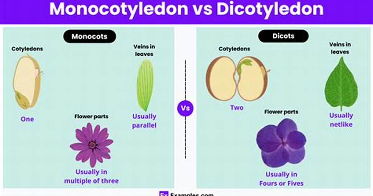 When Did Monocotyledon Evolve?
