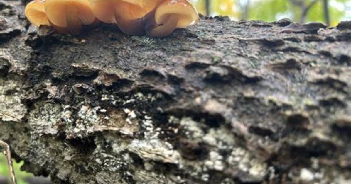 When Did Mycology Begin?