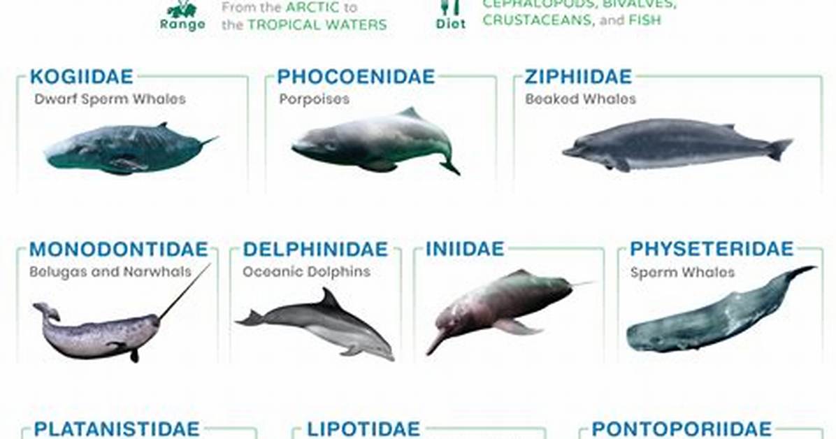 When Did Odontocetes Live?