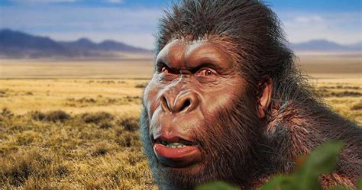 When Did Paranthropus Robustus Live?