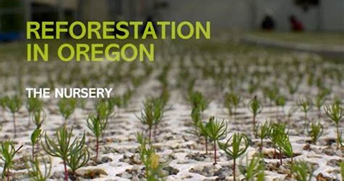 When Did Reforestation Begin?