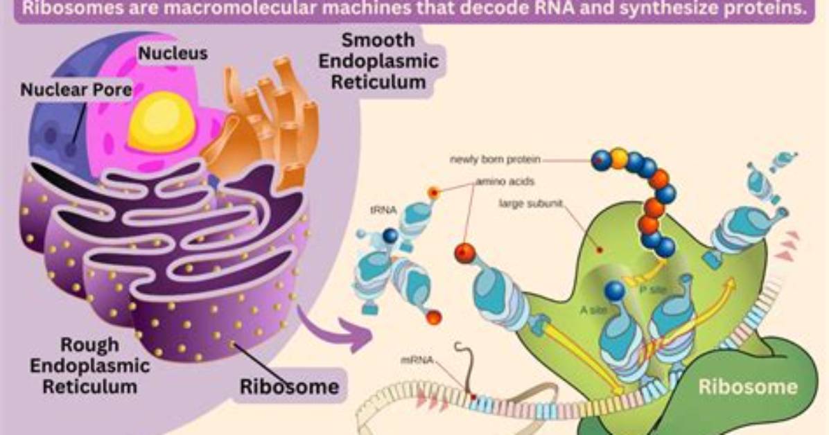 When Did Ribosomes Evolve?