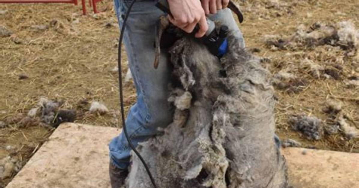 When Did Sheep Shearing Start?