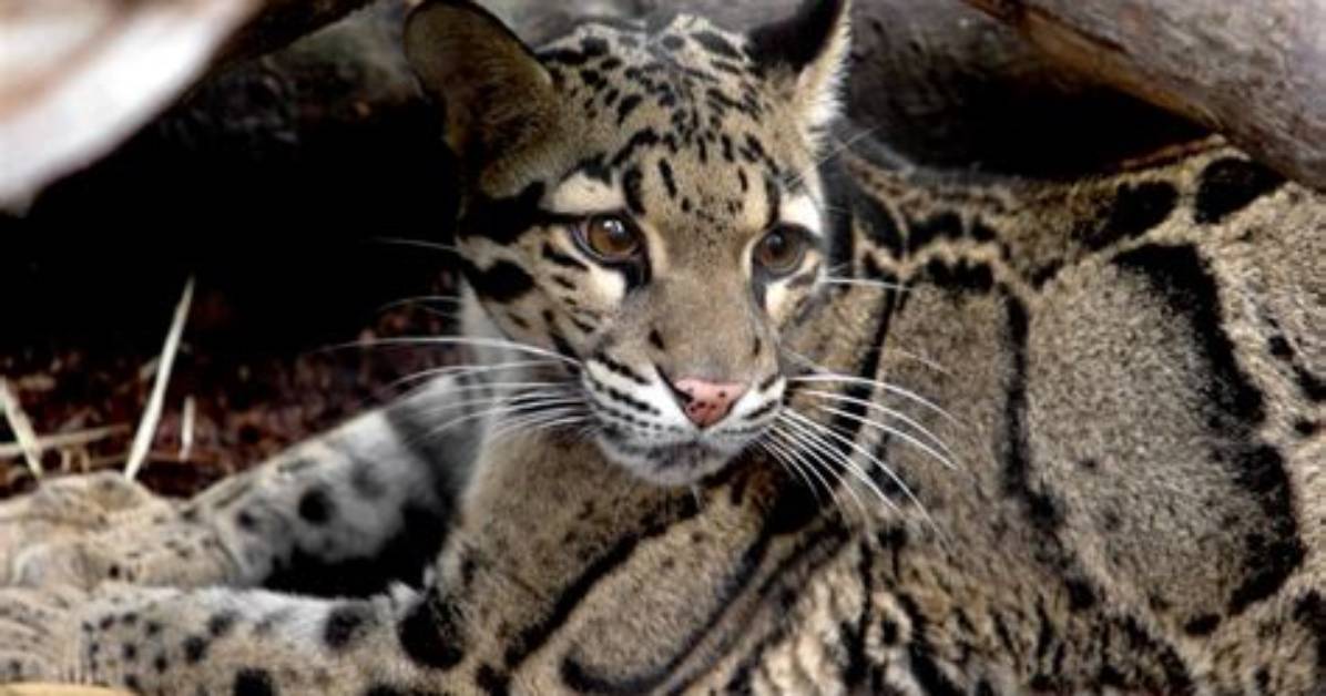 When Did the Clouded Leopards Become Extinct?