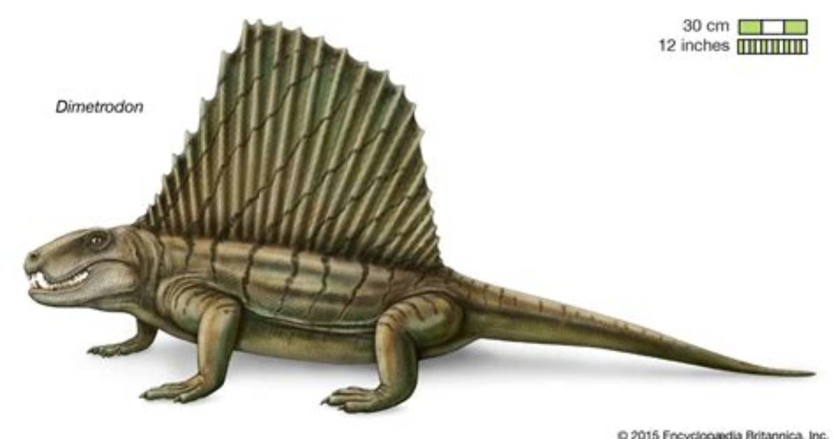 When Did the Dimetrodon Go Extinct?