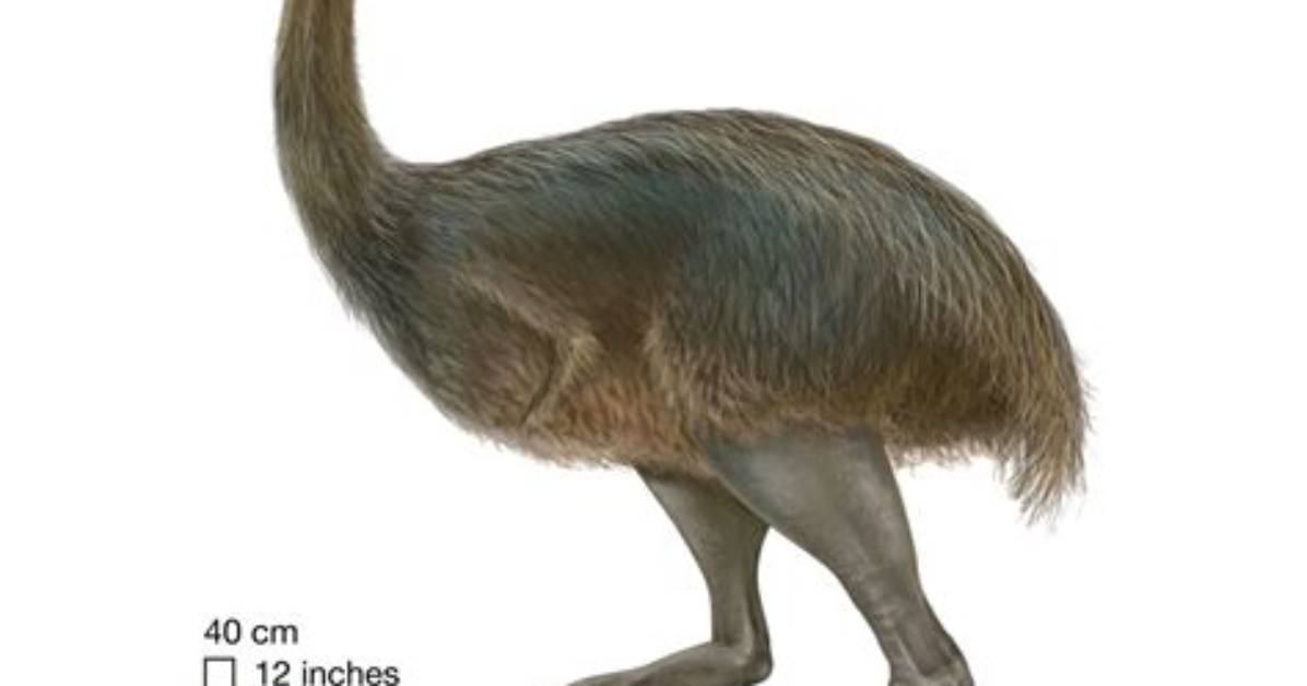 When Did the Elephant Bird Go Extinct