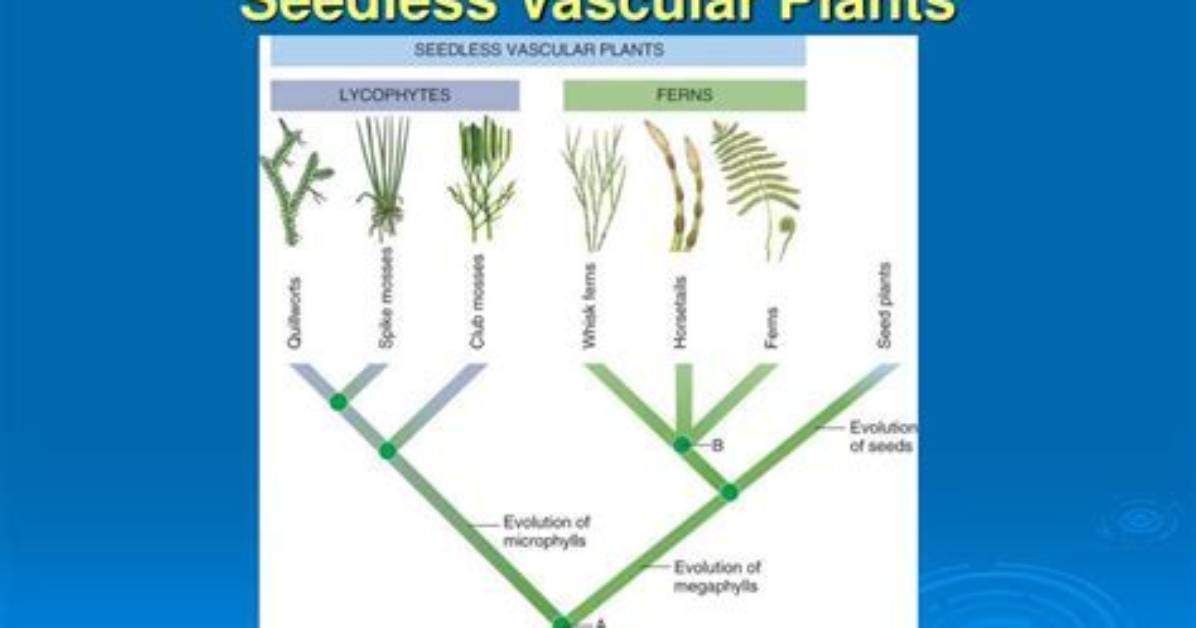 When Did the First Vascular Plants Appear