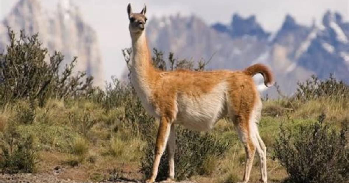 When Did the Guanaco Start?