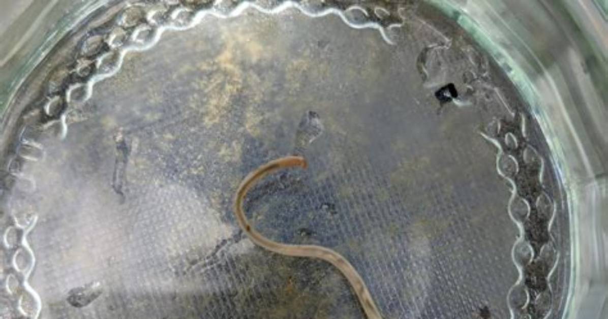 When Did the Worm Come out?