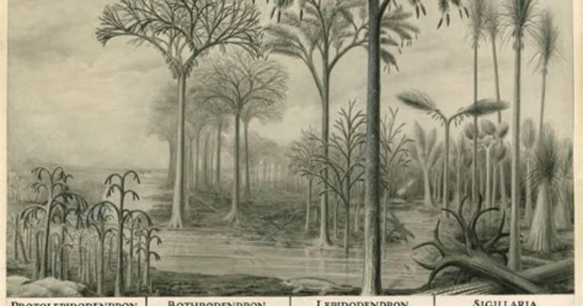 When Did Trees Evolve?