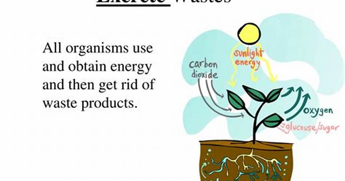 When Do Amoeba Excrete Waste?