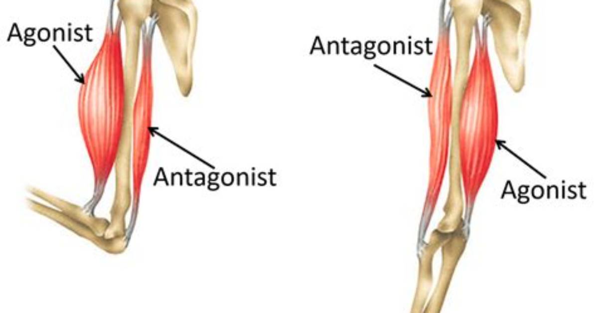 When Do Antagonistic Muscles Work?
