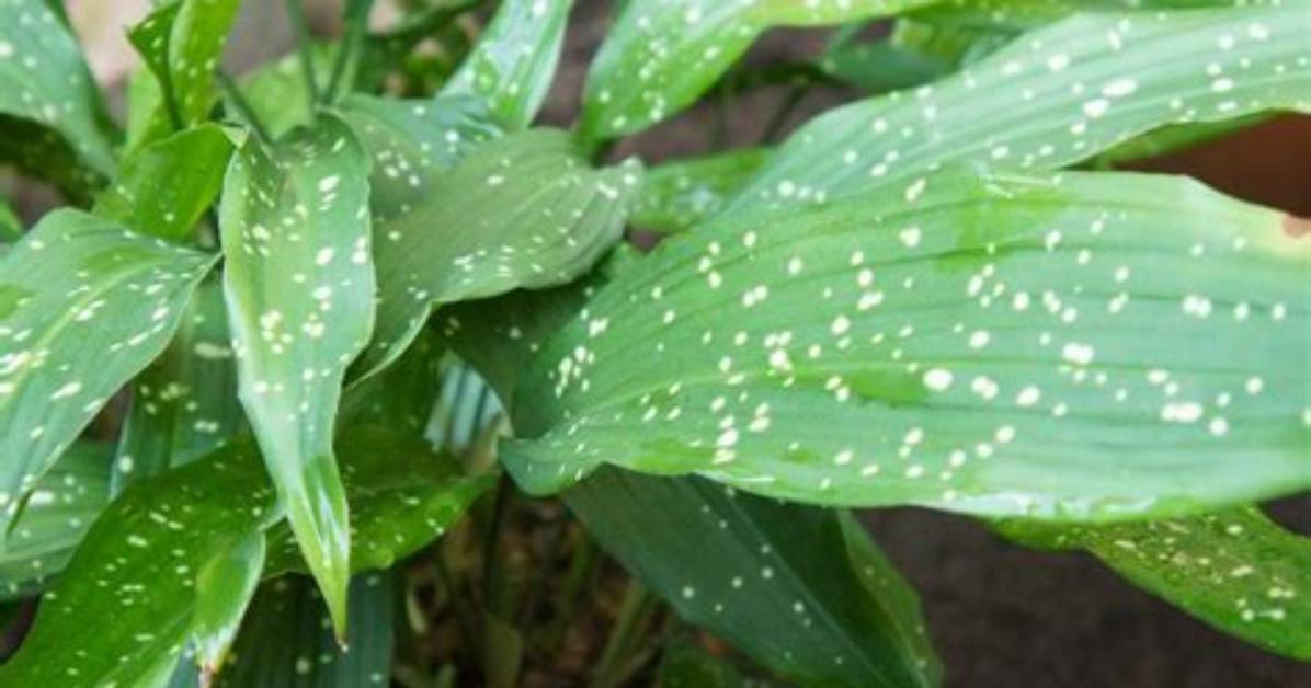 When Do Aspidistras Flower?