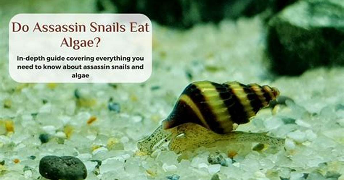 When Do Assassin Snails Eat?