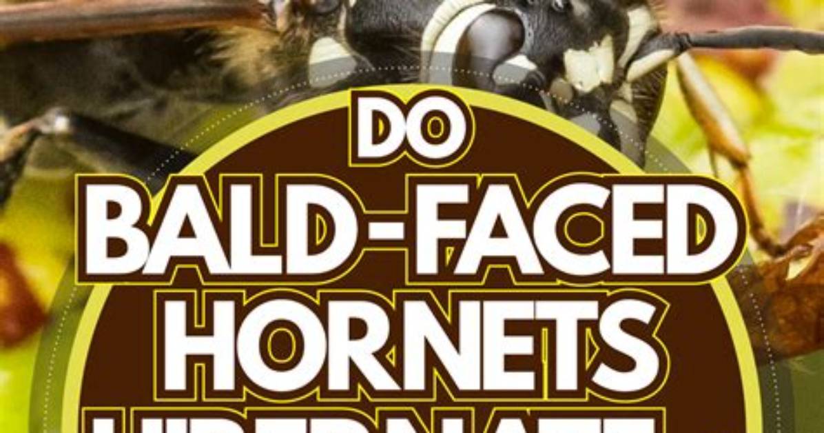 When Do Bald Faced Hornets Die?