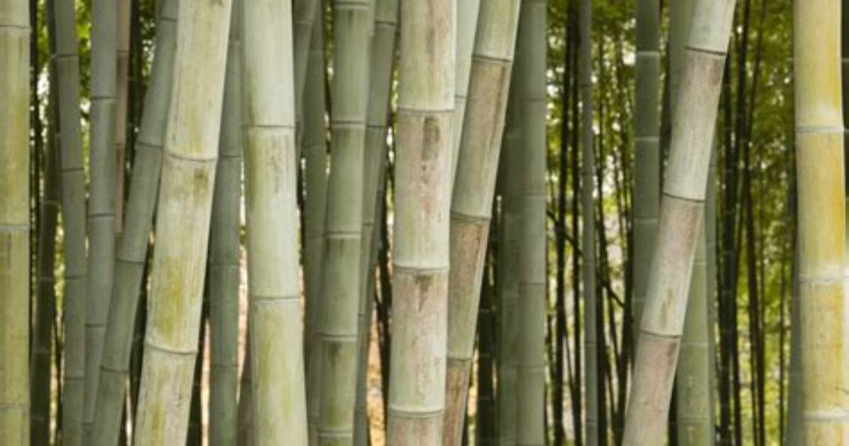When Do Bamboos Produce a Sharp Sound?