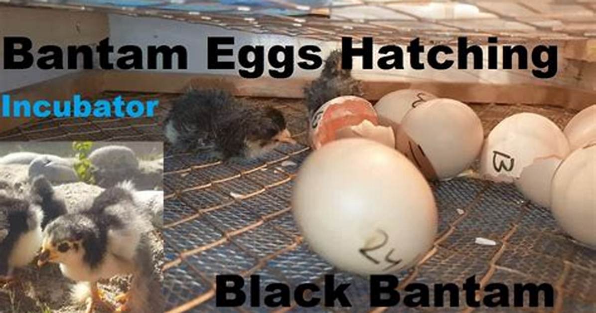 When Do Bantam Eggs Hatch?