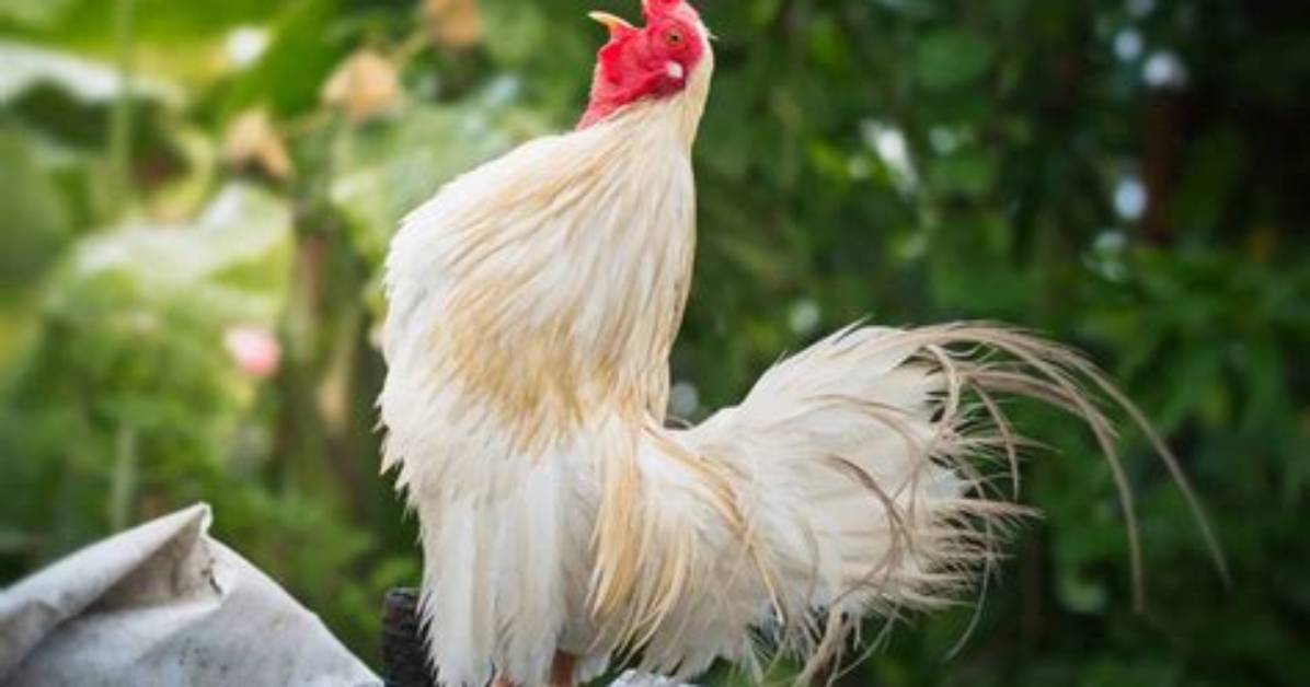When Do Bantam Roosters Start Crowing?