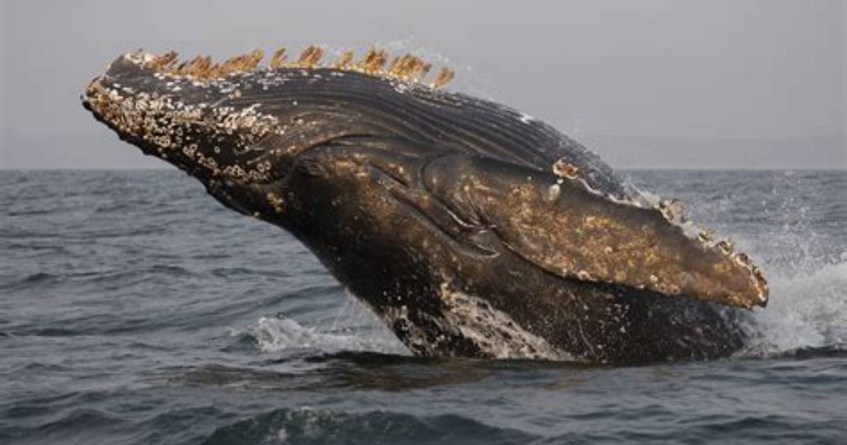 When Do Barnacles Affect Whales?