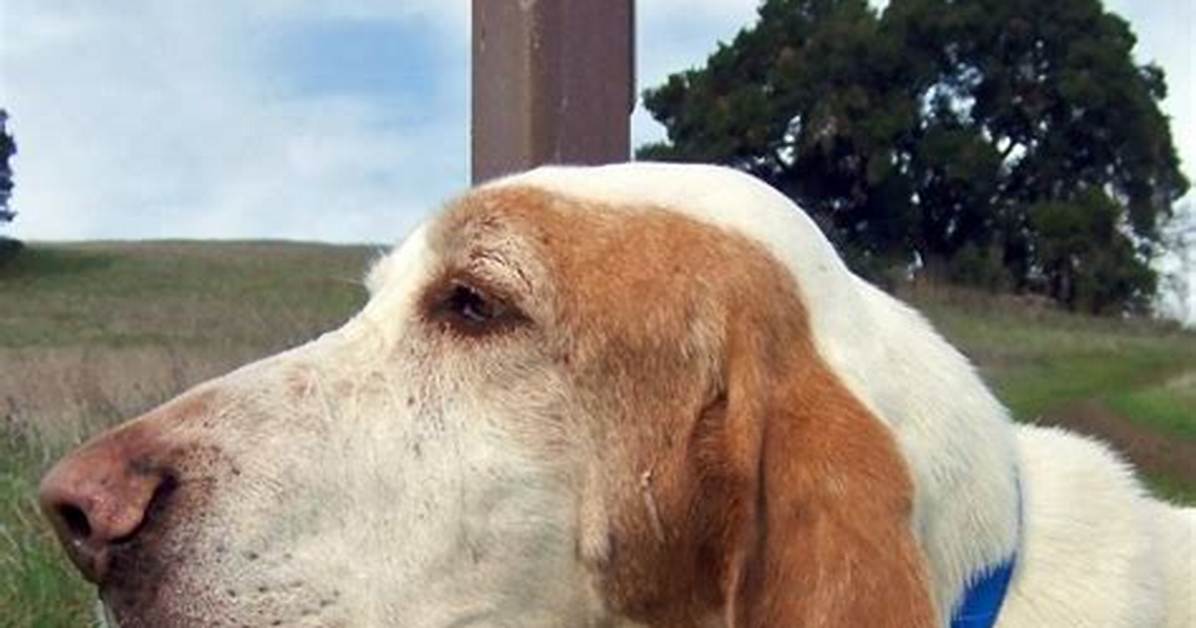 When Do Bassets Calm Down?
