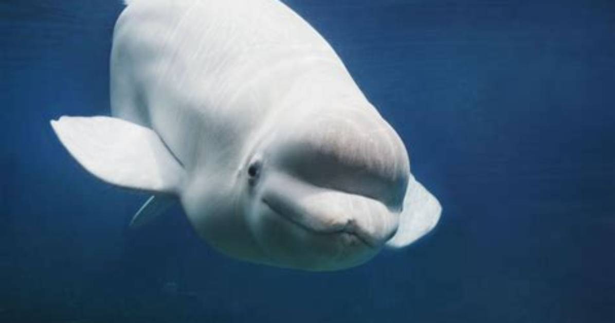 When Do Belugas Turn White?