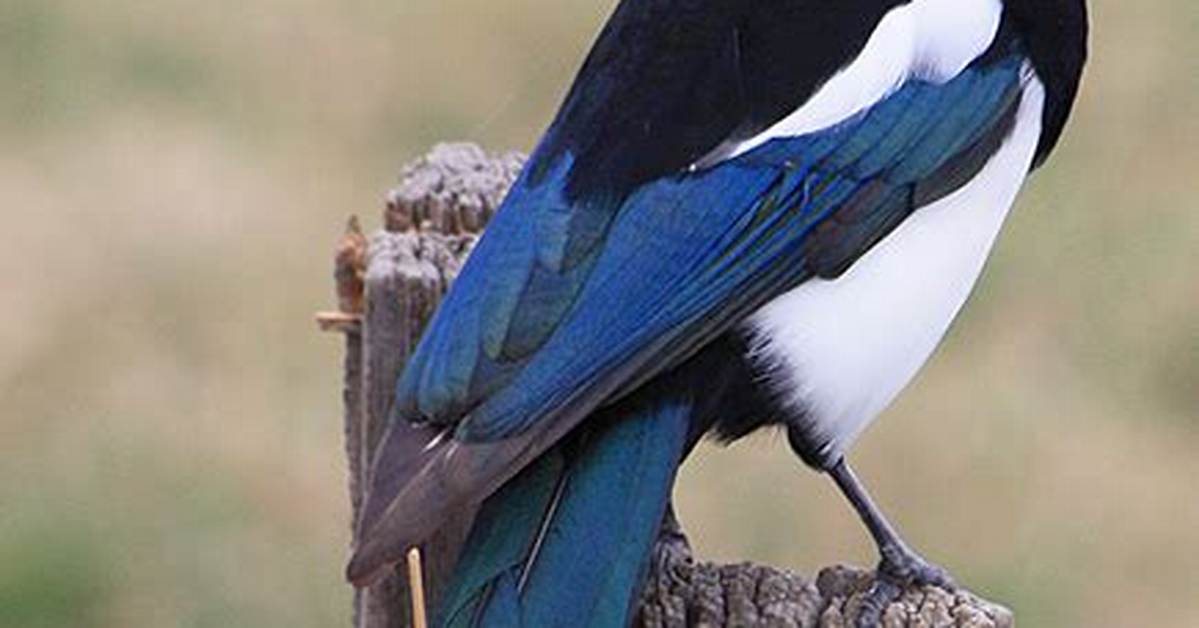 When Do Black-Billed Magpie Breed?