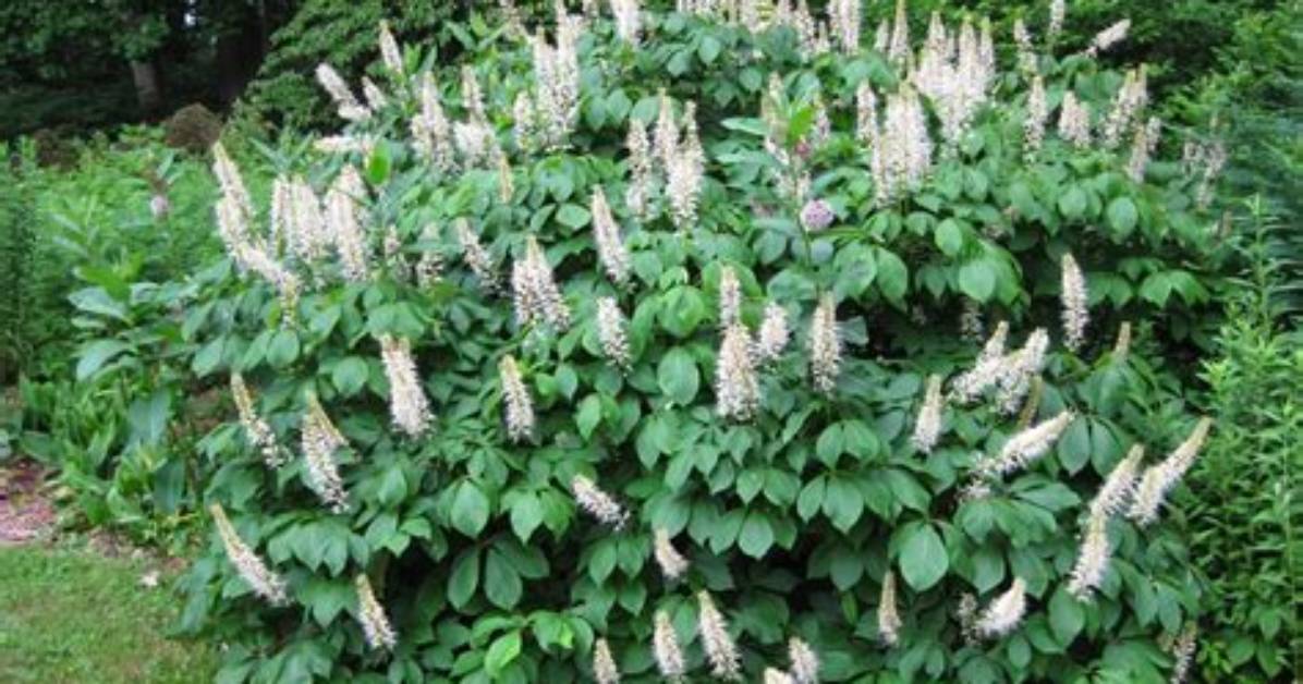 When Do Bottlebrush Buckeye Bloom?