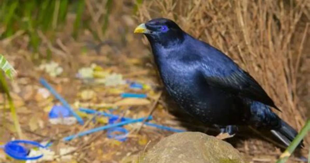 When Do Bowerbirds Mate?