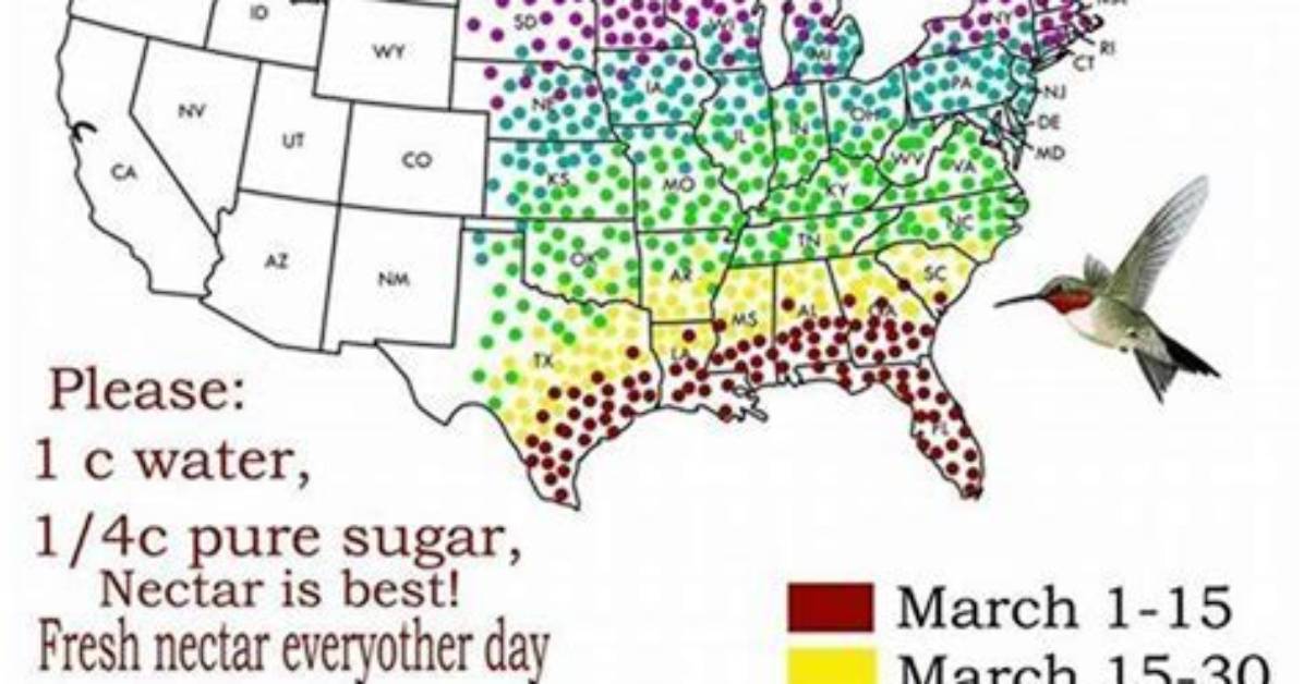 When Do Bramblings Migrate?