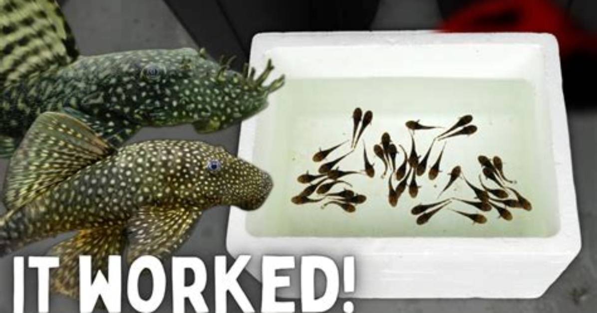 When Do Bristlenose Start Breeding?
