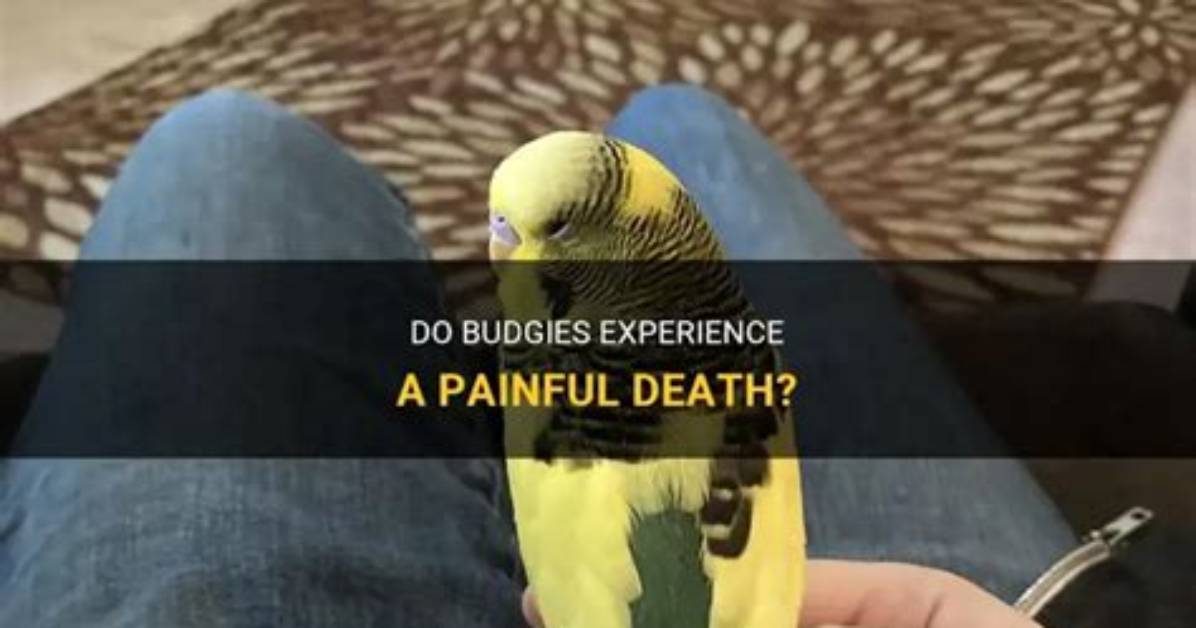 When Do Budgies Die?