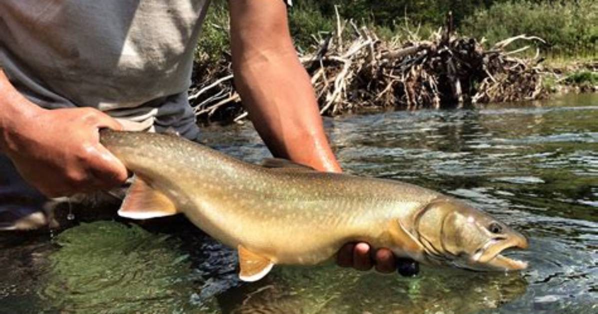 When Do Bull Trout Spawn in Alberta?