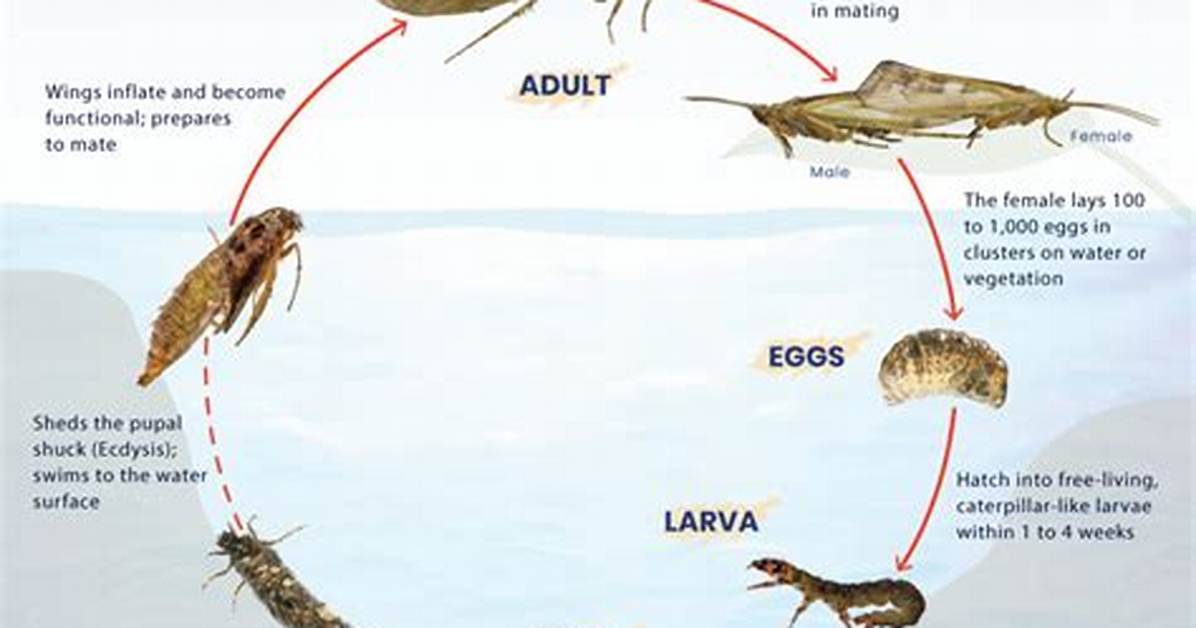 When Do Caddis Flies Hatch?