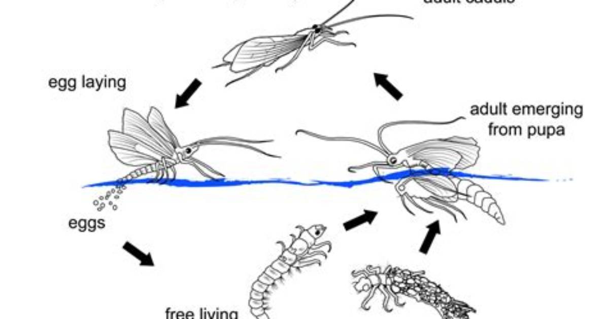 When Do Caddisfly Hatch?