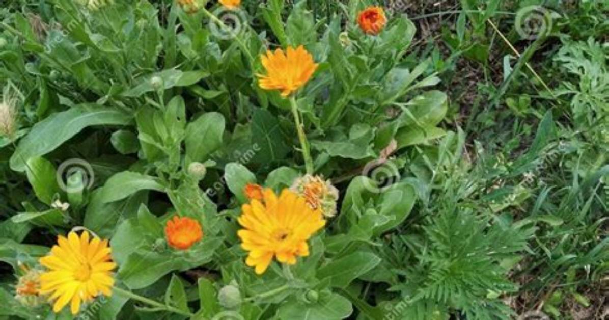 When Do Calendula Bloom?