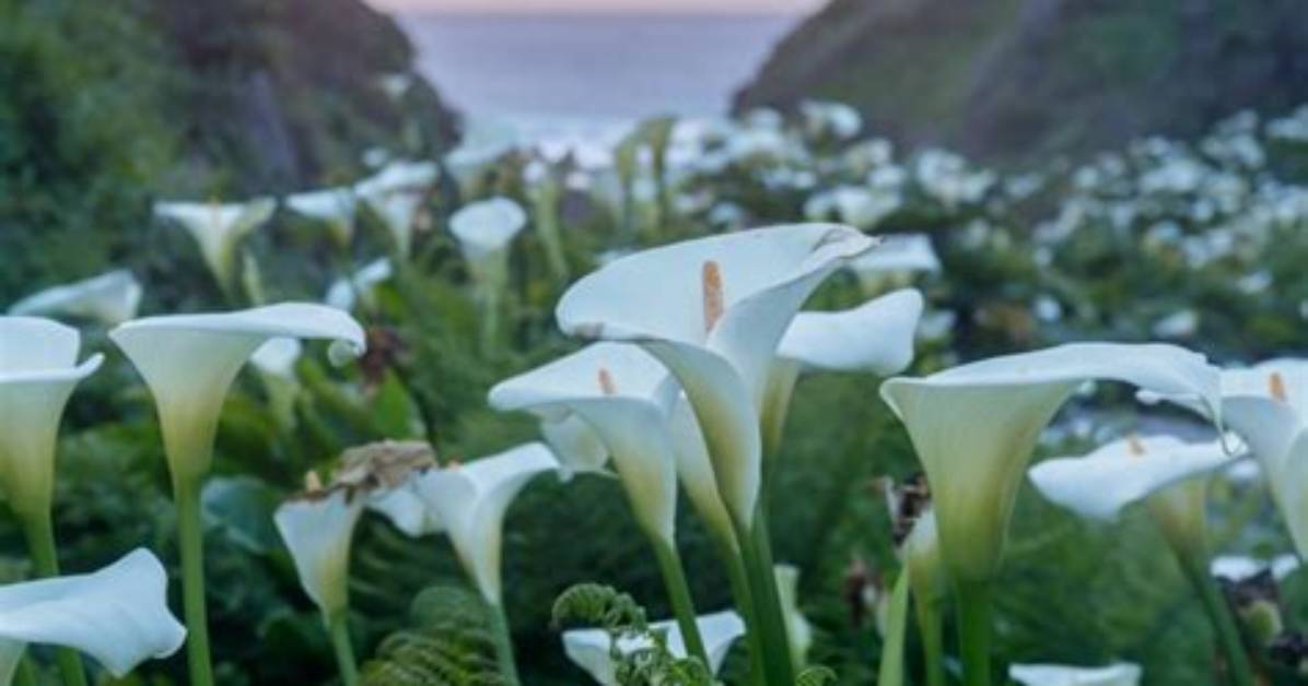 When Do Calla Lilies Bloom?