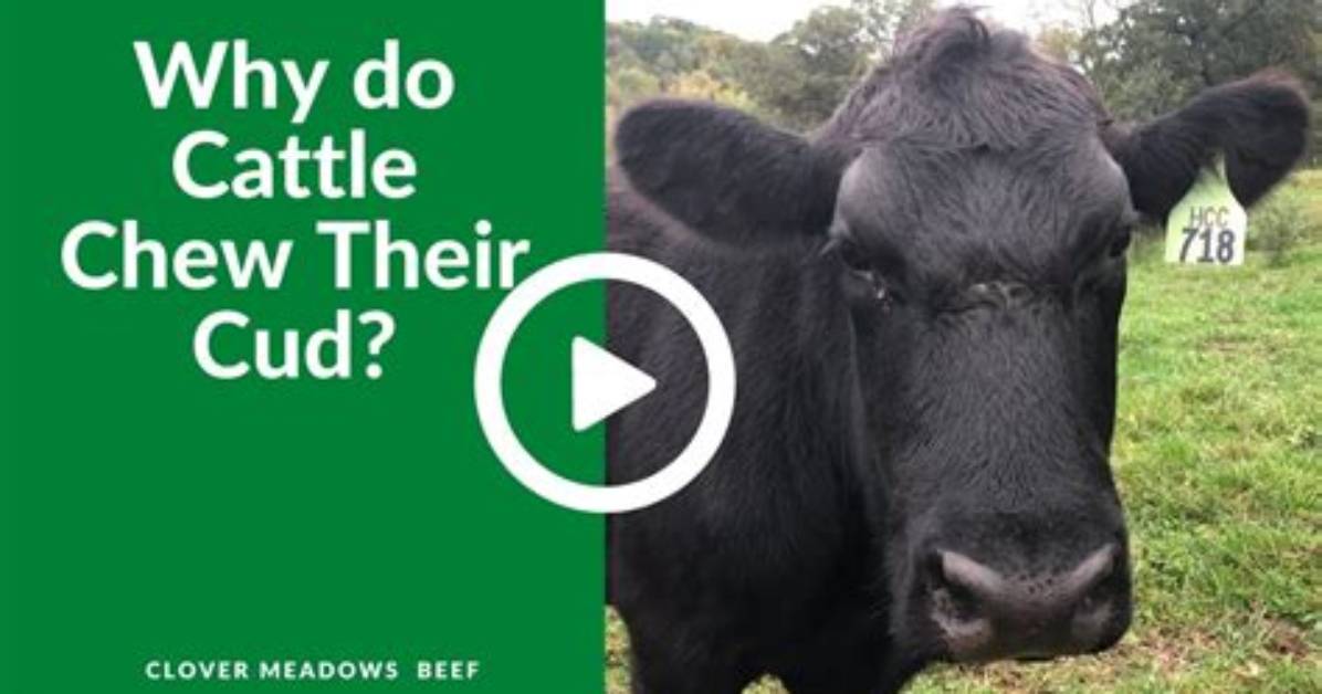 When Do Calves Start Chewing Cud?