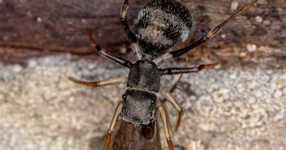 When Do Camponotus Fly?