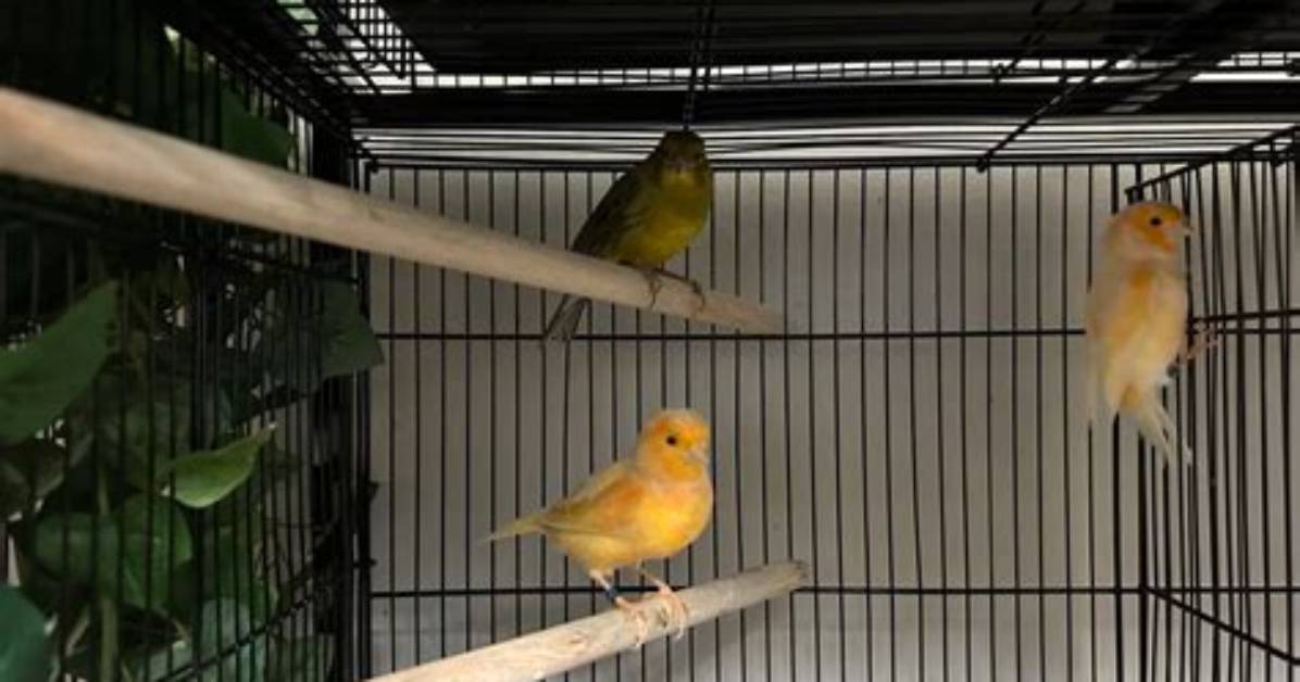 When Do Canaries Start Singing?