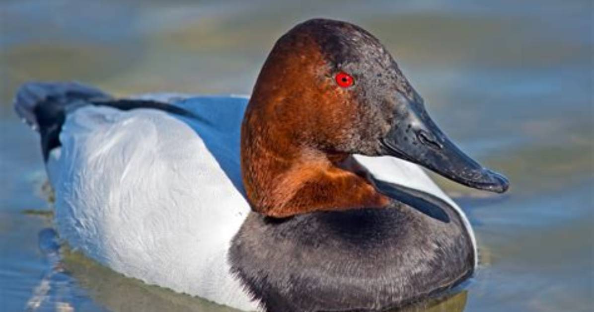 When Do Canvasbacks Migrate?