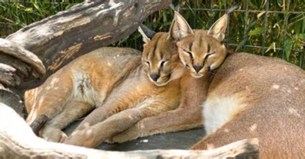 When Do Caracals Live?